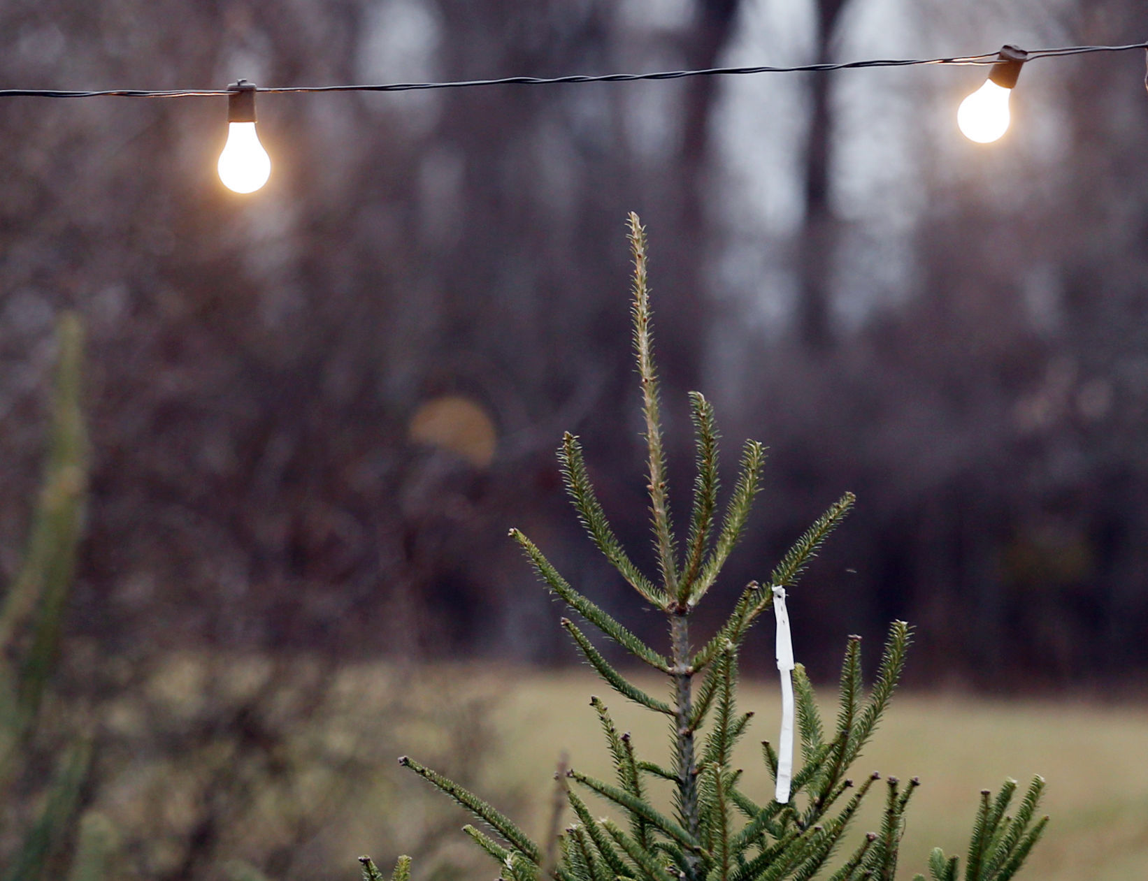 A string of bulbs lights the trees at Hamill Christmas Tree Farm